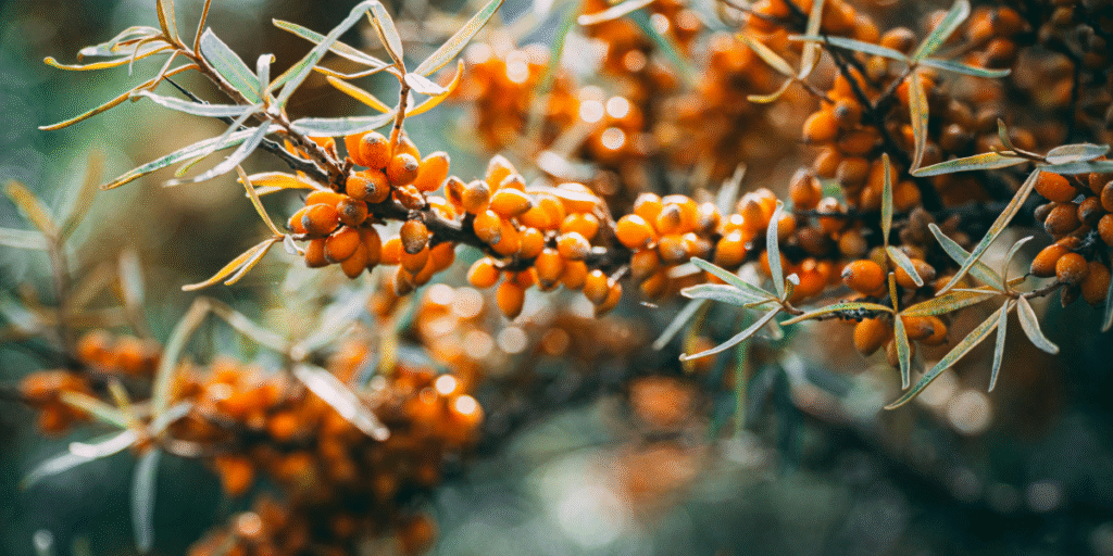 Sea Buckthorn Oil: Benefits, Uses, Dosage & Side Effects