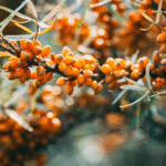 Sea Buckthorn Oil: Benefits, Uses, Dosage & Side Effects