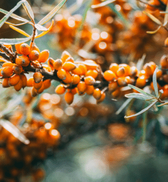 Sea Buckthorn Oil: Benefits, Uses, Dosage & Side Effects